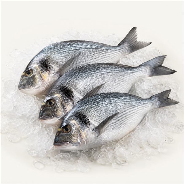 Poissons entiers frais présentés sur glace pilée